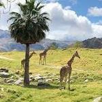 The Living Desert Zoo and Gardens