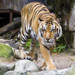 Fort Worth Zoo