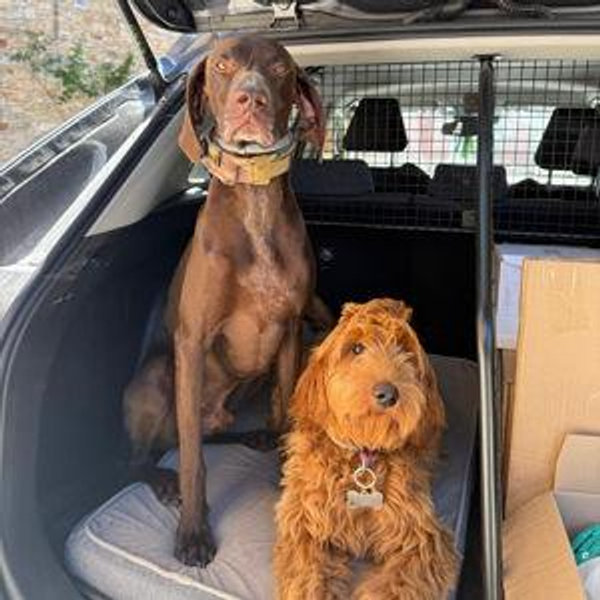 Pet Hotel For Our Honeymoon