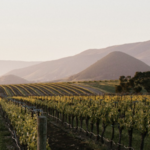 Biddle Ranch Vineyard