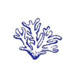 Alligator Reef