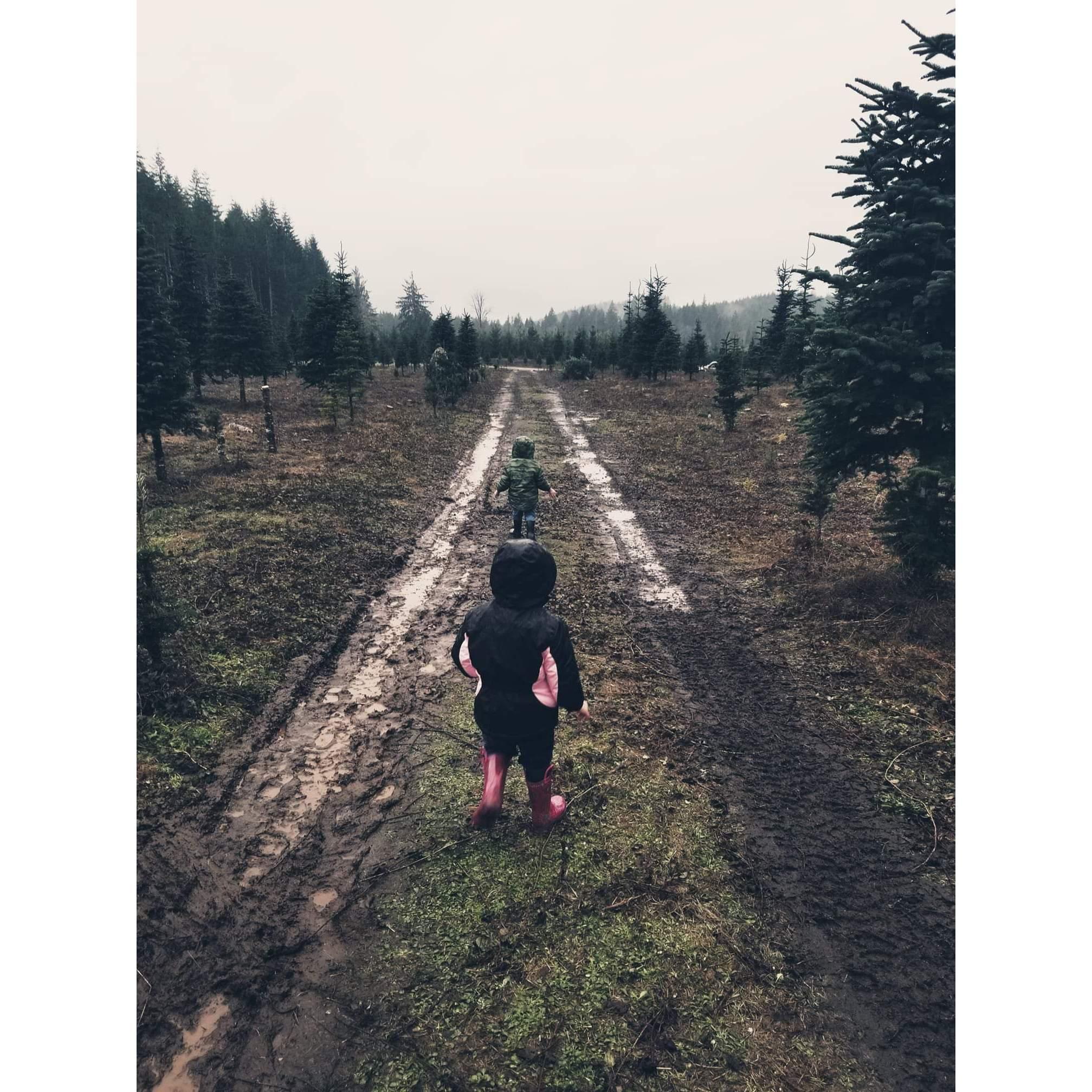 Trying to find our Christmas Tree in 2018