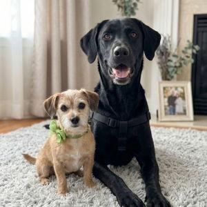 Nash & Nugget Summer Camp Fund!