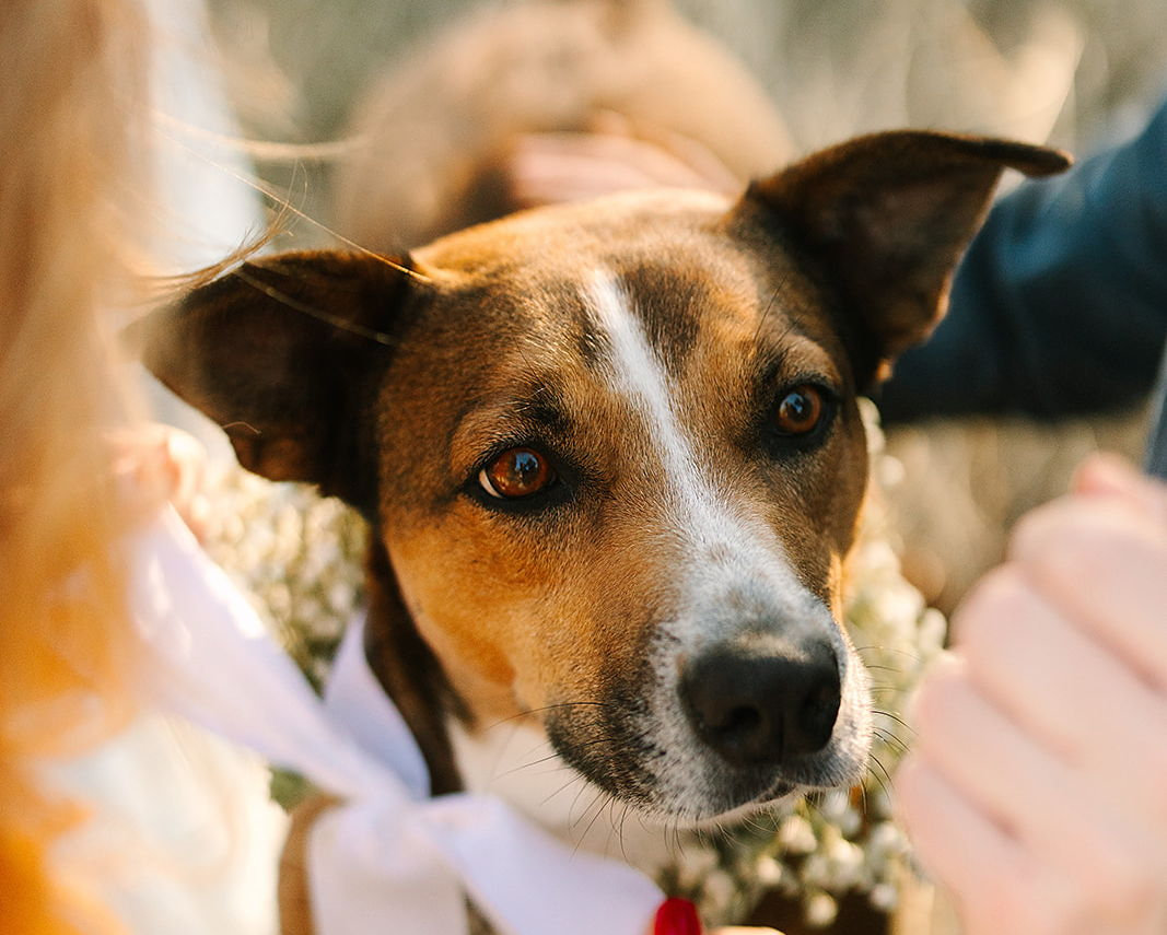 The Wedding Website of Sophie Updike and Robbie Morefield