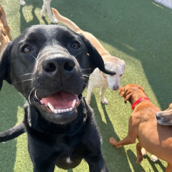 Treats for Birdie
