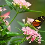 The Key West Butterfly and Nature Conservatory