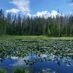 Lily Pad Lake (via Meadow Creek Trail)