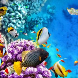 Snorkeling at the Great Barrier Reef