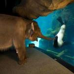 Oregon Zoo