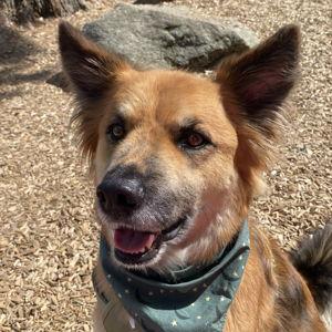 Year's Supply Of Pet Treats and Toys
