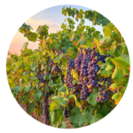 Crystal Ridge Winery