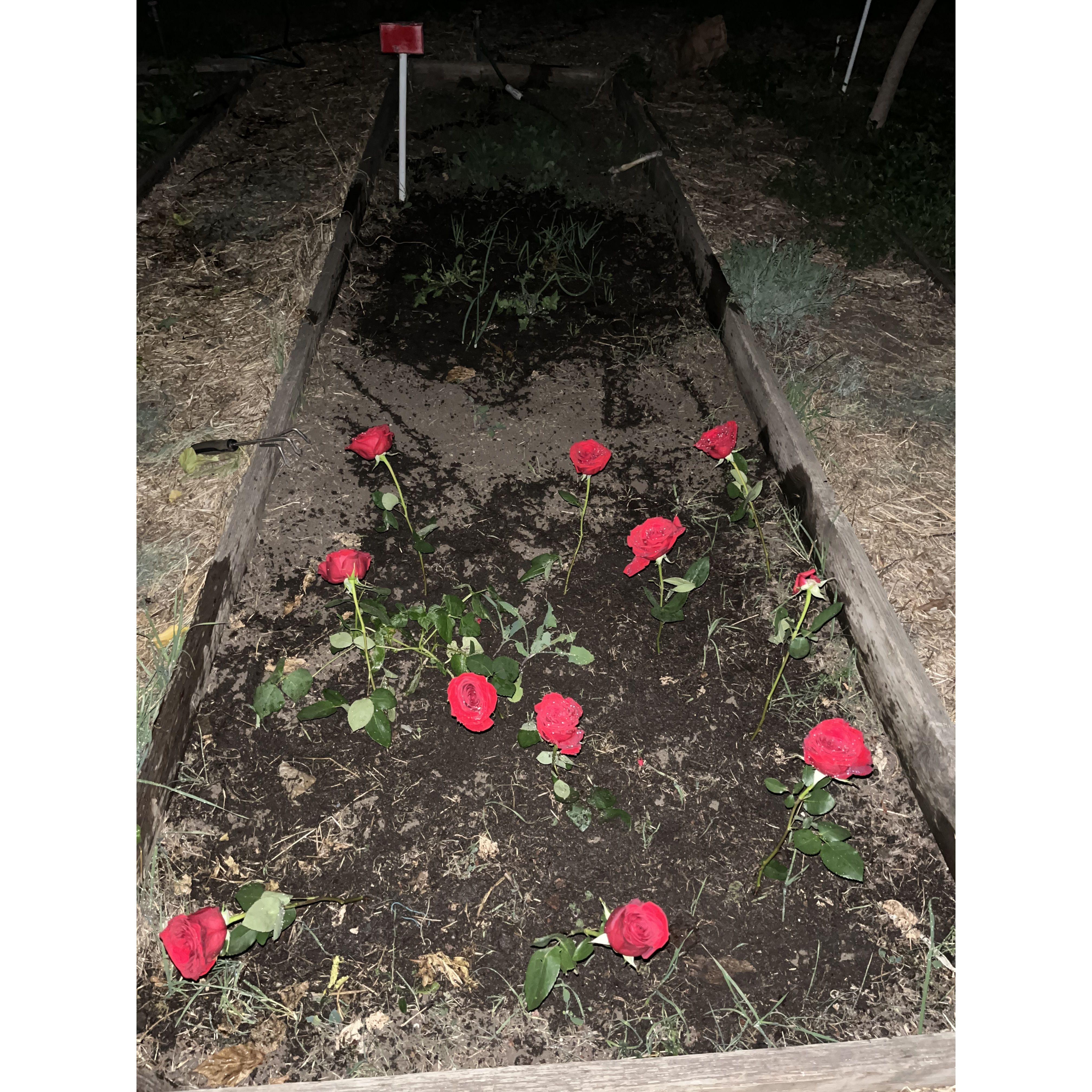 Tutu planted the Roses in the land, hopefully we will have more Roses in the coming birthday!