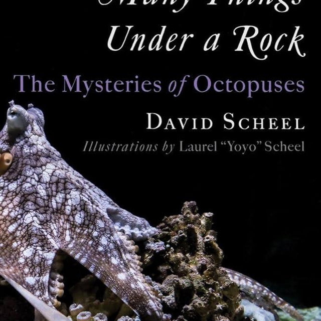 Many Things Under a Rock: The Mysteries of Octopuses