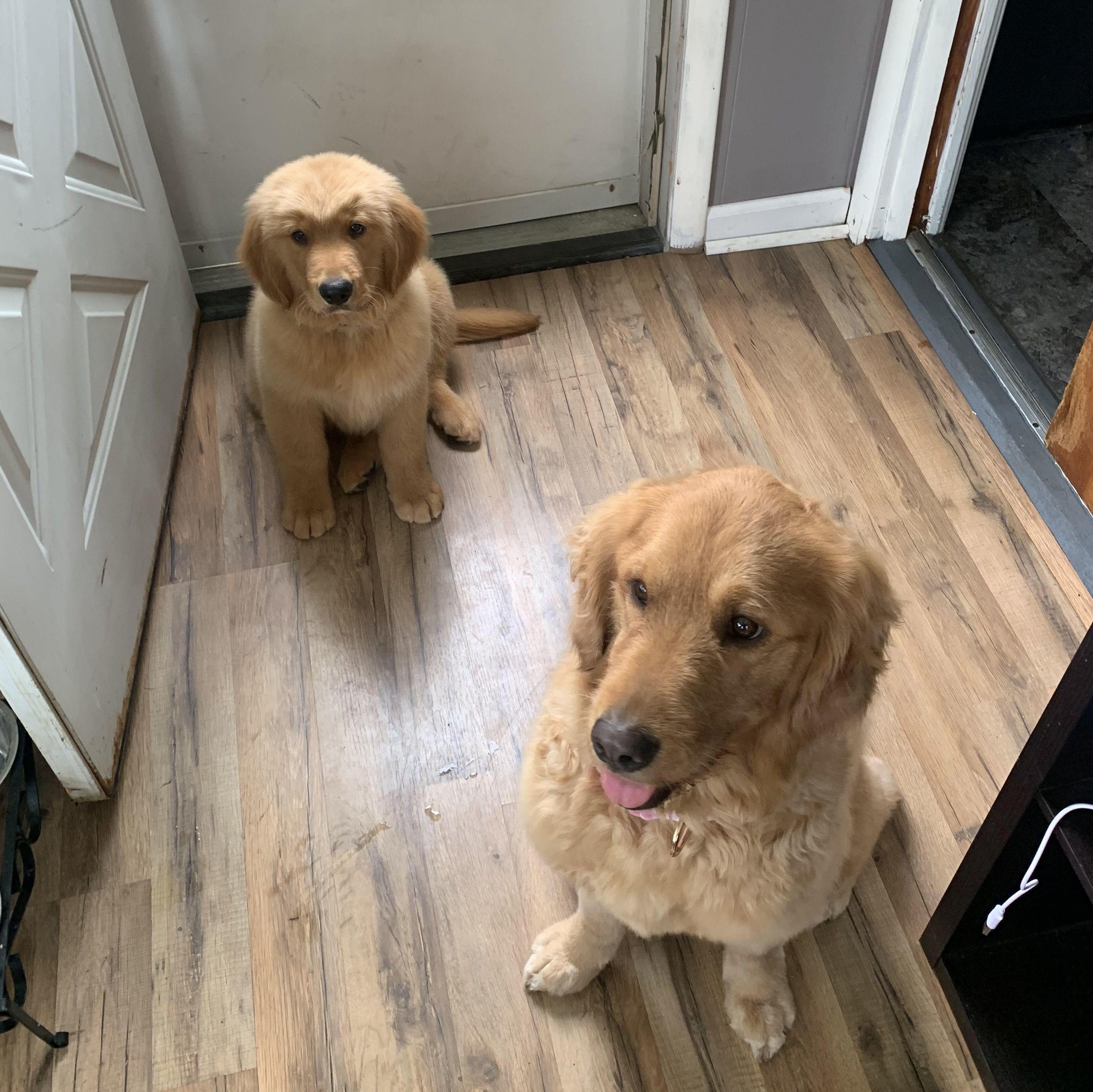 Puppy Barley with Olive