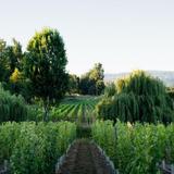 Cannon Estate Winery