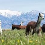 Alpacas of Montana, Inc.