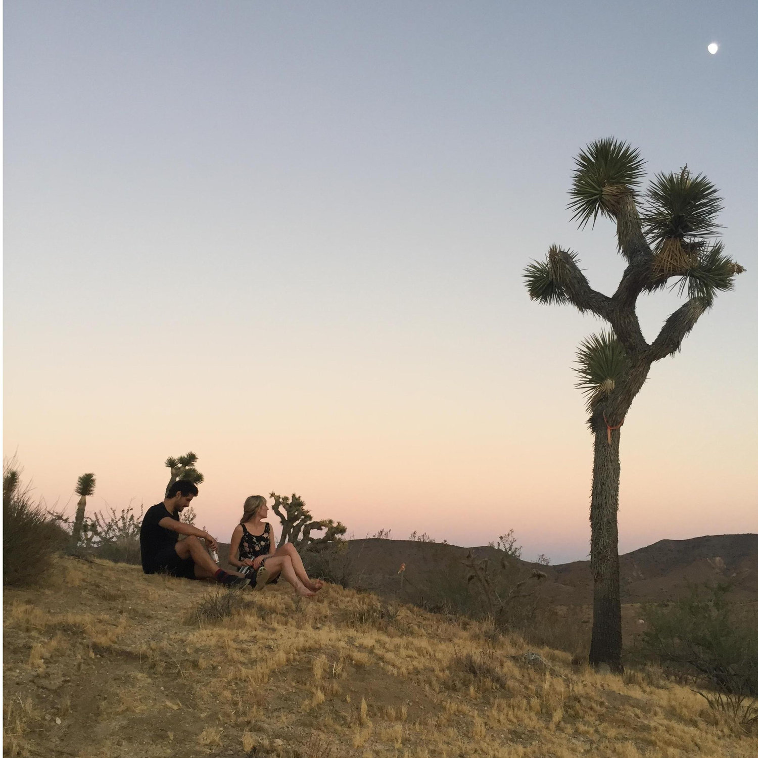 Joshua Tree, 2016