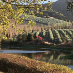 McEvoy Ranch