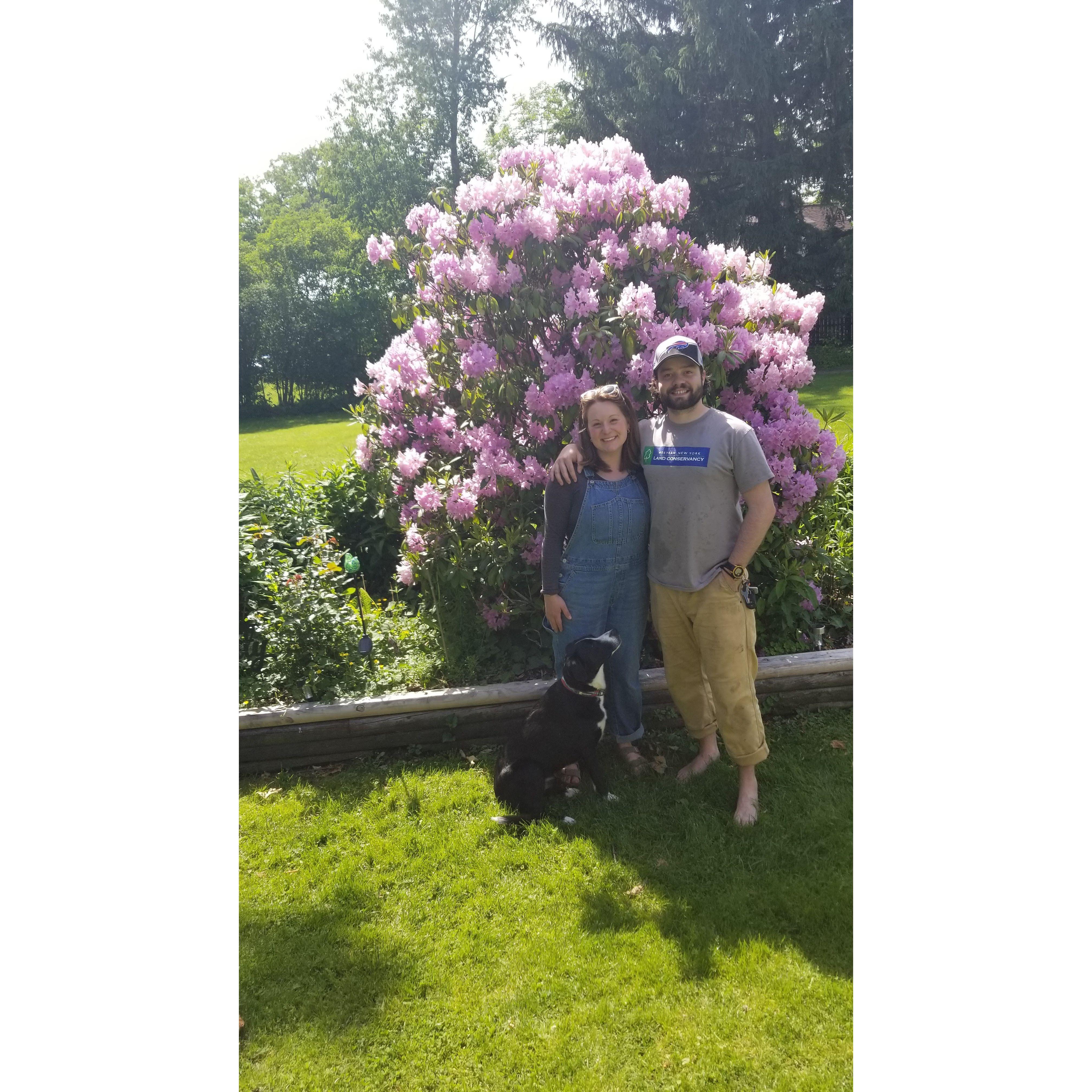 Grandmas Rhododendron