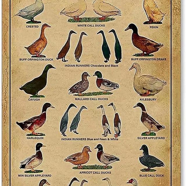 Duck Knowledge Metal Poster Breeds Of Duck Metal Print Tin Sign School Club Hunting Lodge Cafe Bedroom Bathroom Kitchen Home Art Wall Decoration Plaque