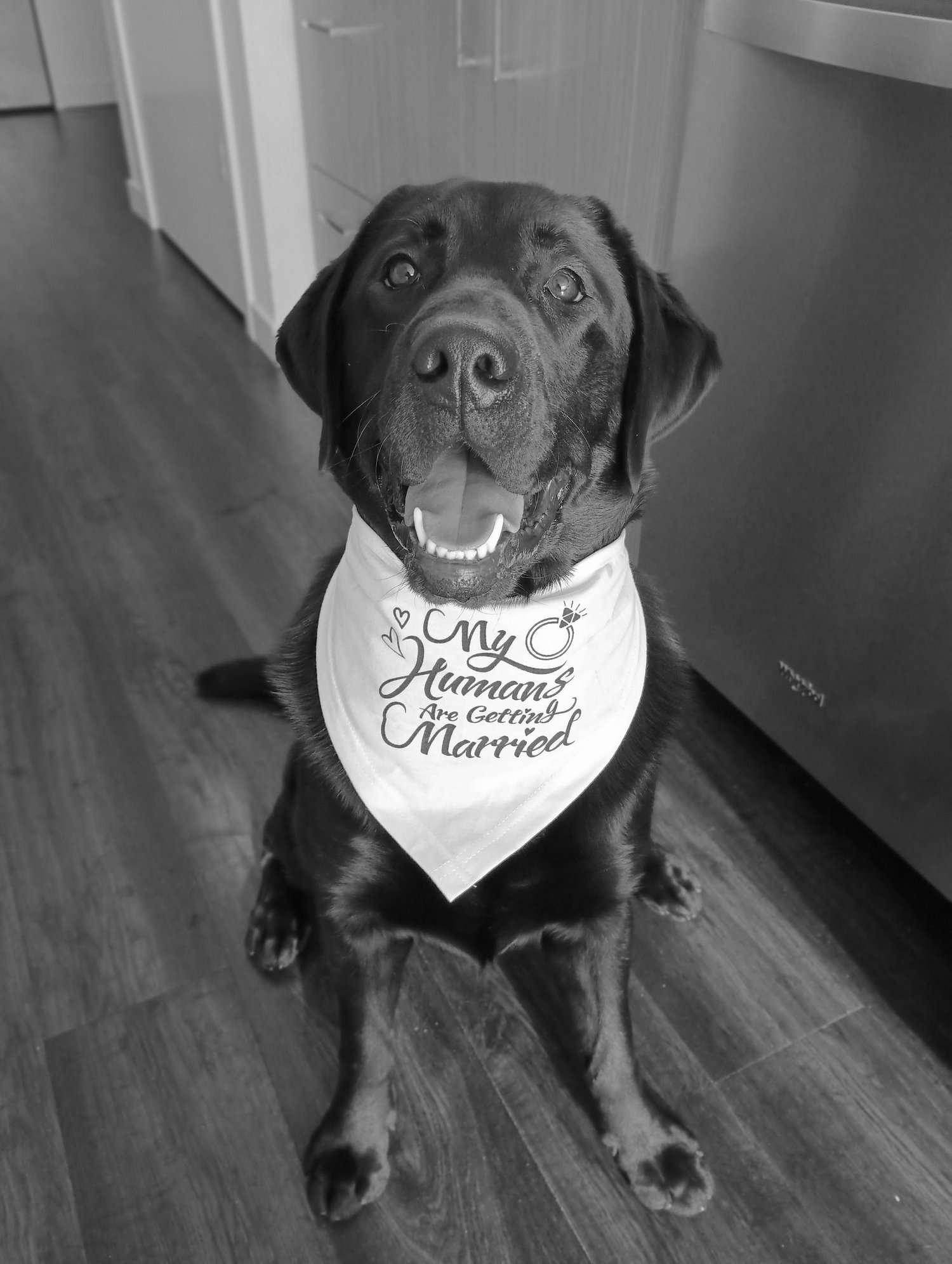 The Wedding Website of Jessica Rook and Justin Mitnick