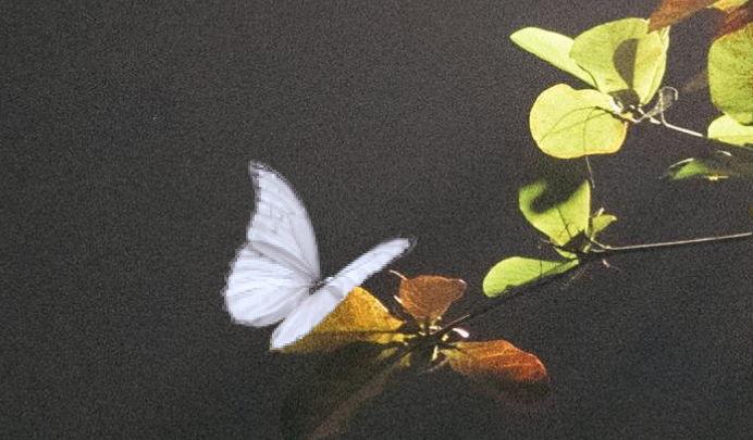 Footer image