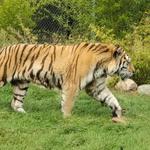 Detroit Zoo