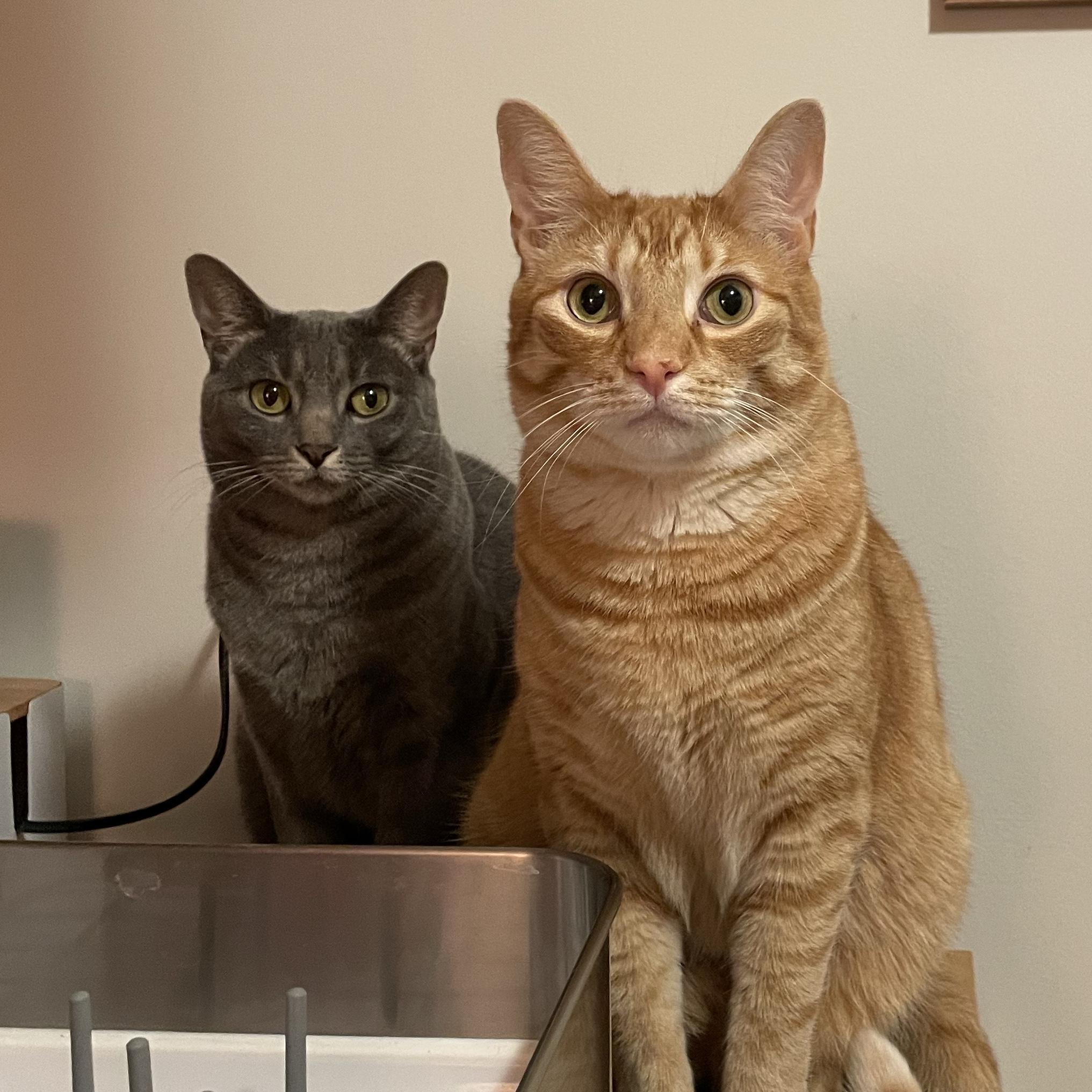 Animal Care Centers of NYC Donation