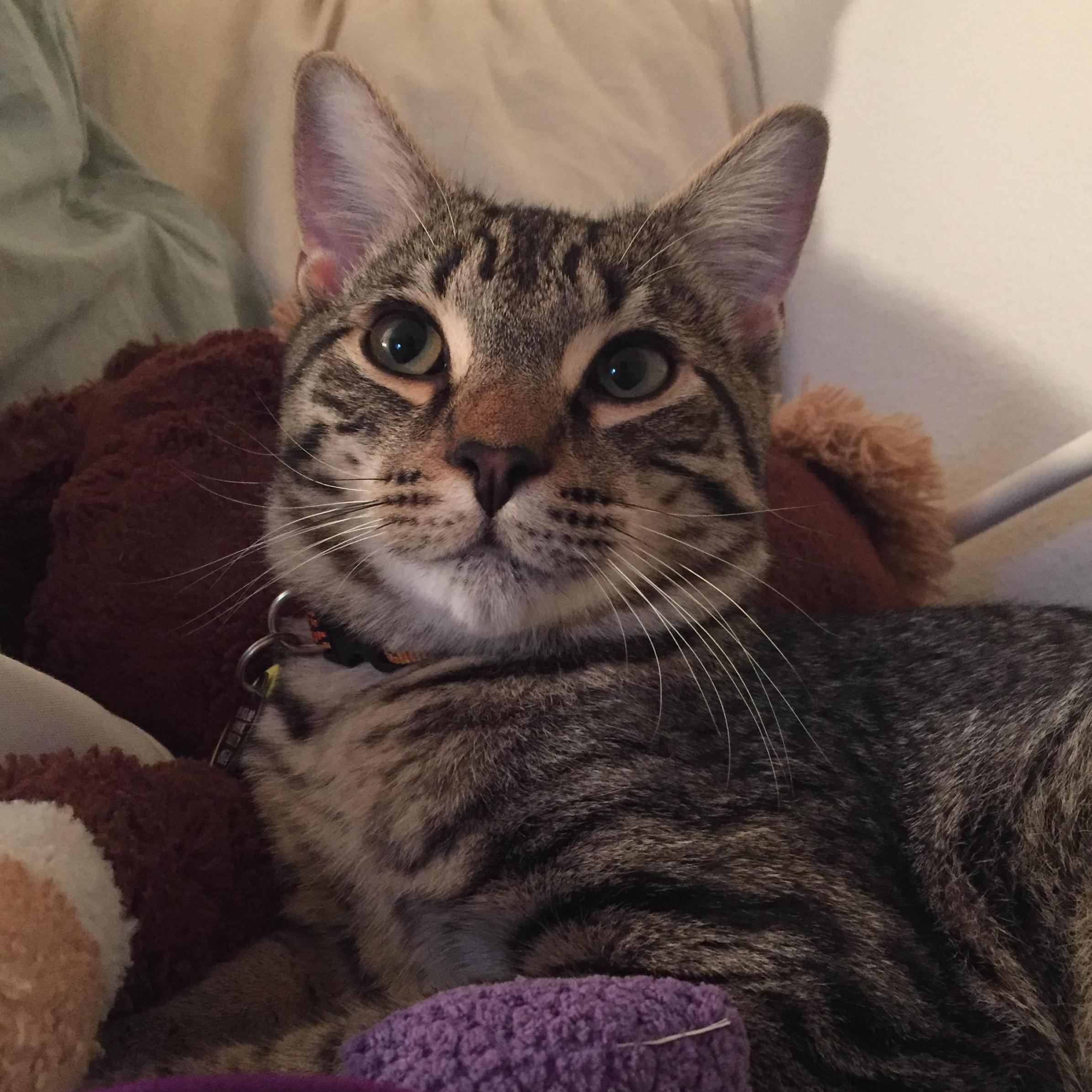 Ryan and Anna brought home a cat! Meet Toby, our friendly feline. He's living with Anna now and can't wait until the whole fam is united.