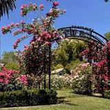 McKinley Rose Garden