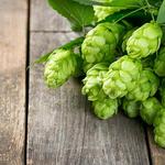 Our Favorite Breweries
