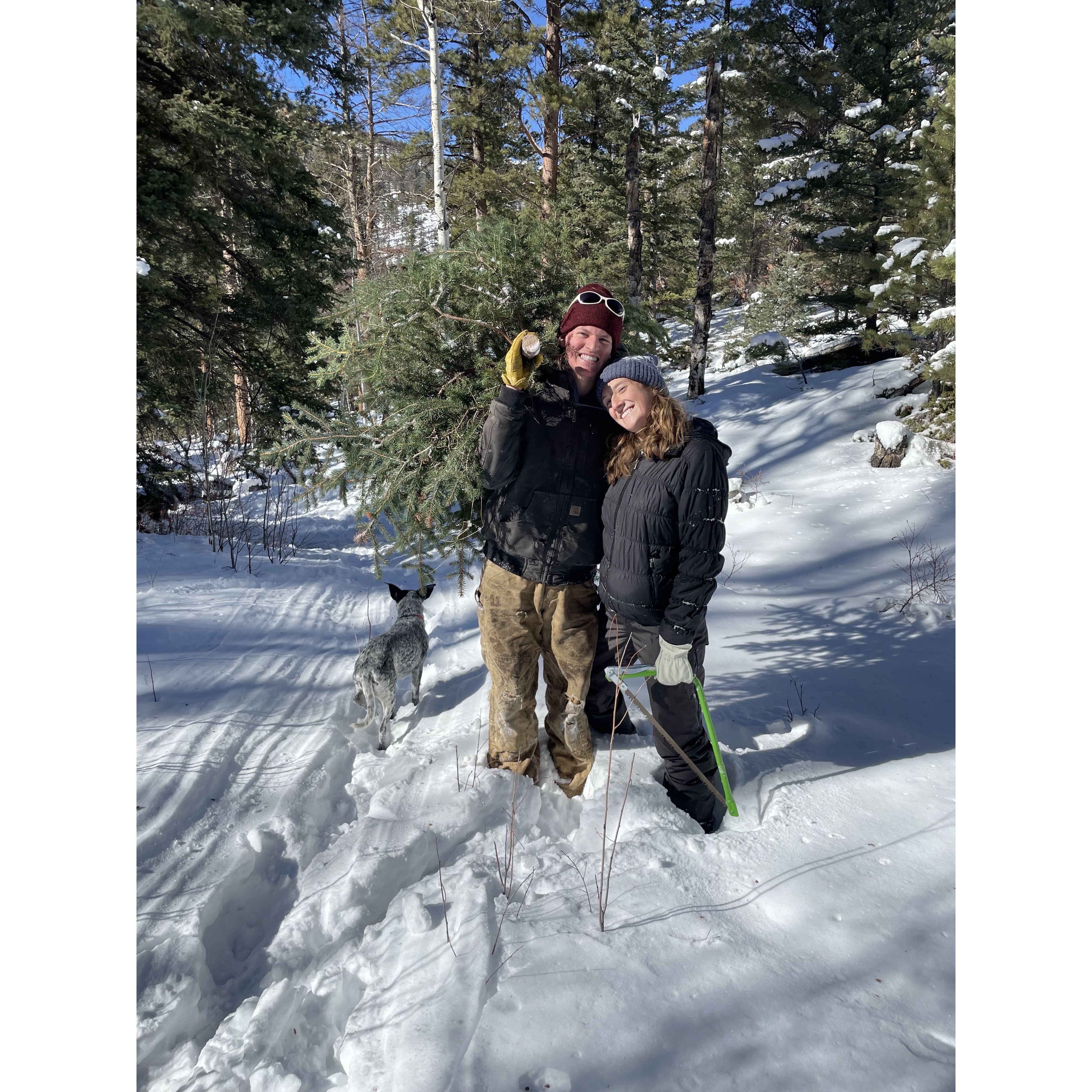 Getting a Christmas tree