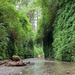 Fern Canyon Trail