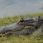 Heron Park Nature Center