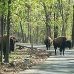 Lone Elk Park
