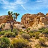 Joshua Tree National Park
