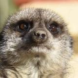 Porfell Wildlife Park & Sanctuary