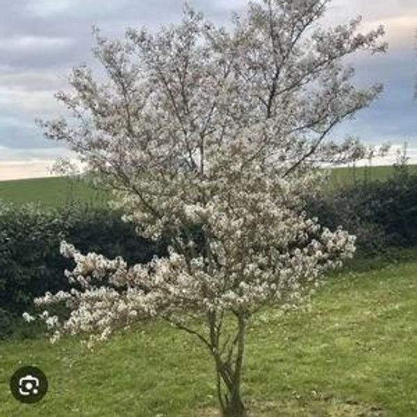 Serviceberry (Amelanchier laevis)