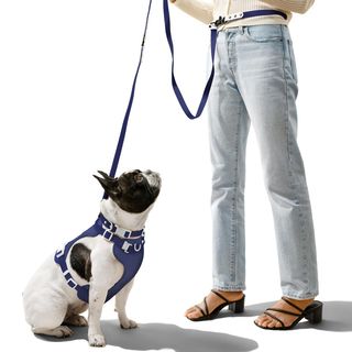 Luna Small 6-in-1 Waterproof Hands-Free Leash & Collar