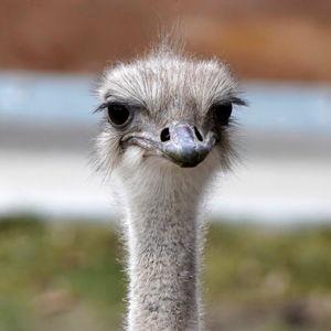 Ostrich and Aloe Farm Excursion