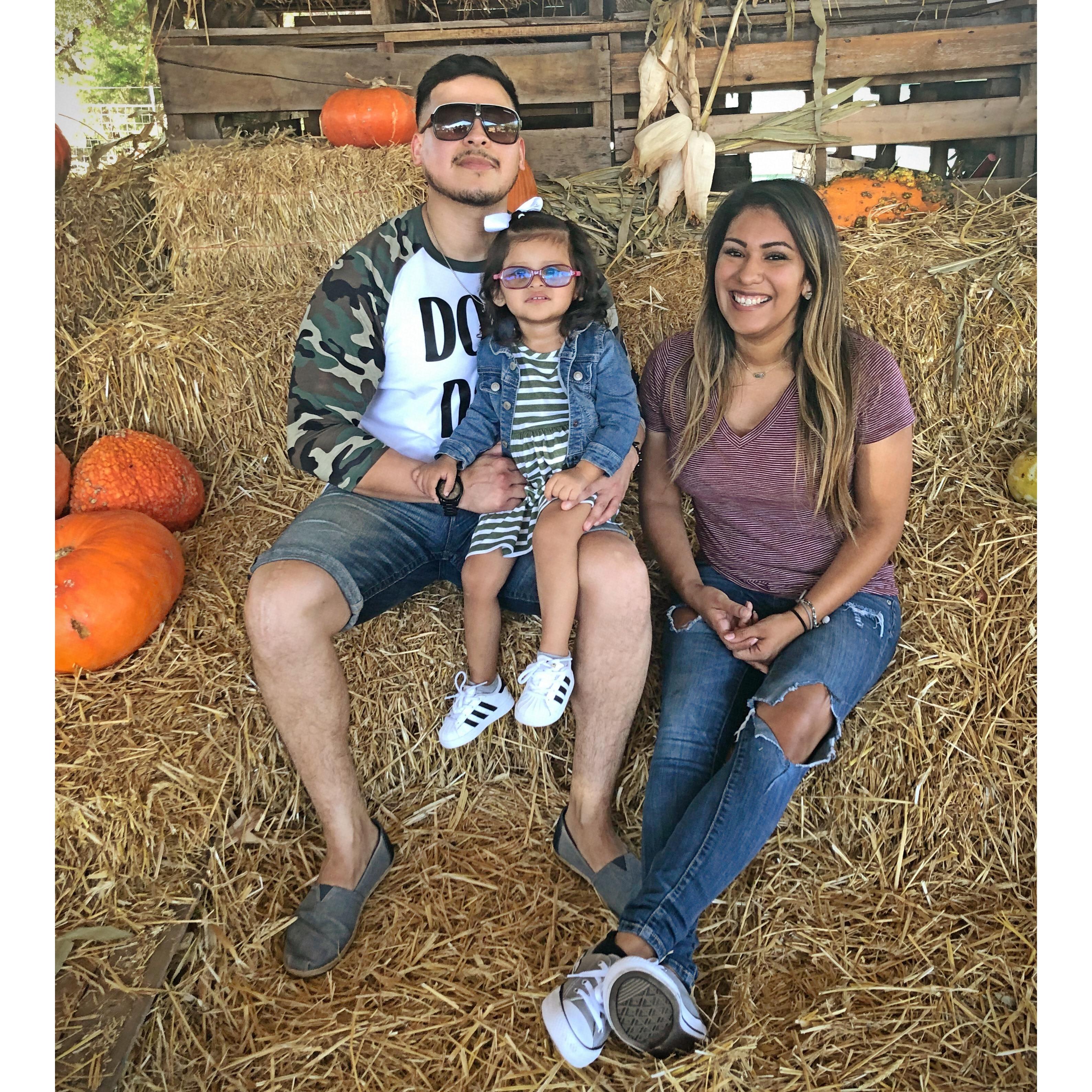 Pumpkin patch