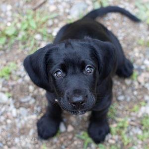 Our New Puppy
