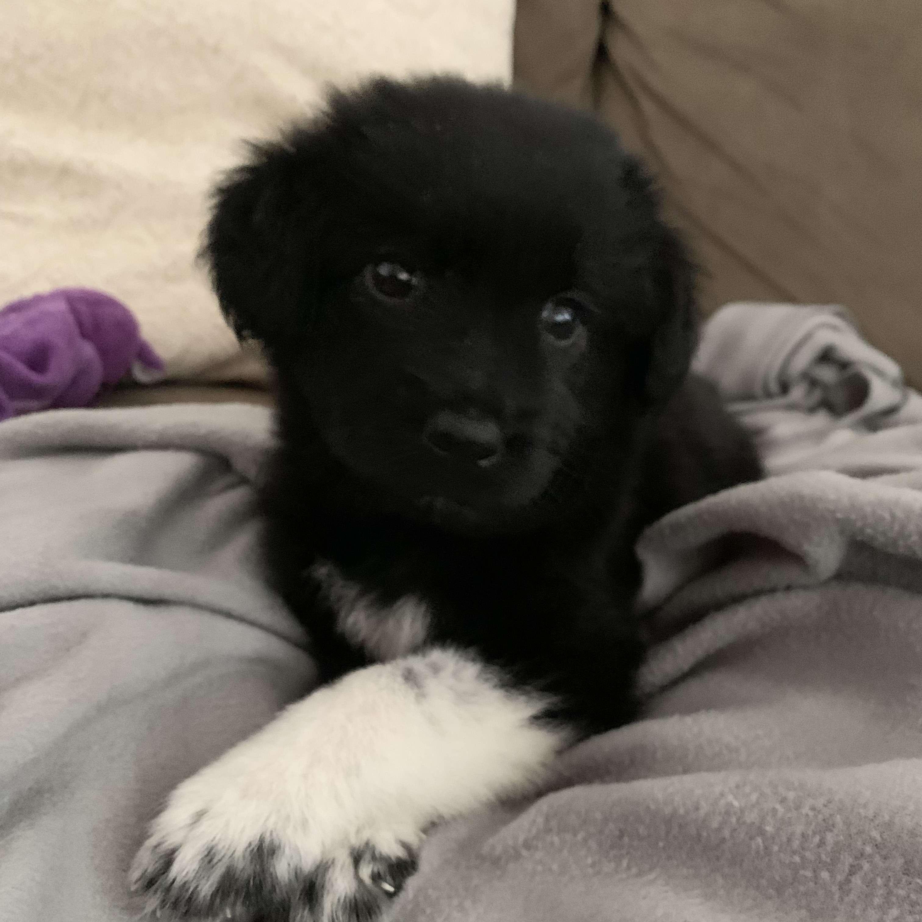 Bear’s first day home ( Sam just got home from a trip and Taylor had this cute surprise for him... oops!)