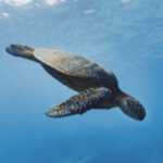 Swim with the Sea Turtles @ Playa Piskadó