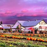 Maris Farms