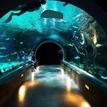 Loveland Living Planet Aquarium
