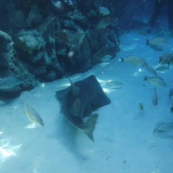 we saw lots of really cool creatures on this tour there were some spots we stopped so the tour guide could tell us about them