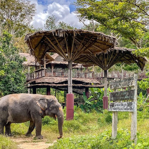 Elephant Sanctuary Visit