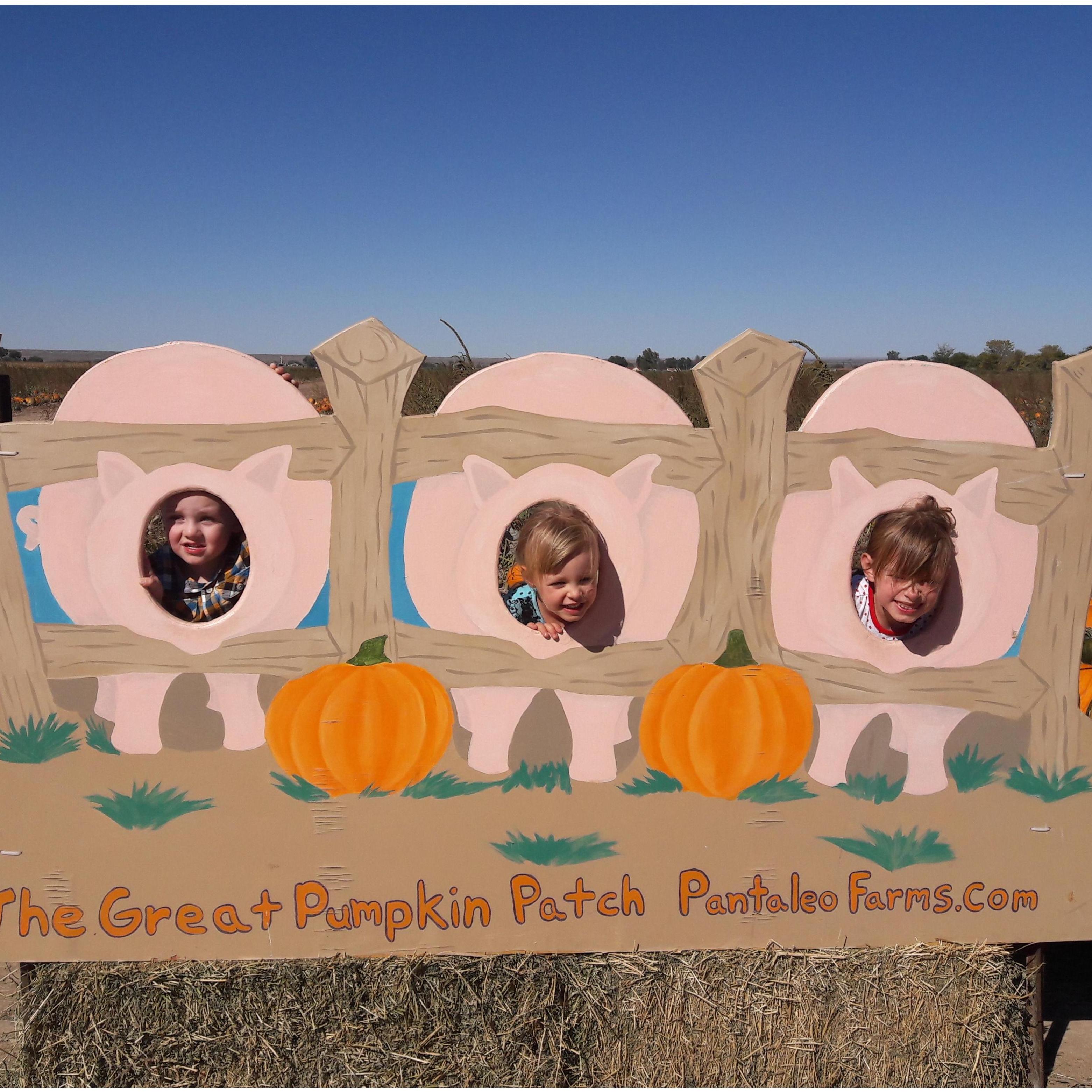 🎃 First pumpkin patch