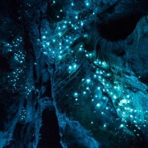 See Aucklands Secret Glow Worms